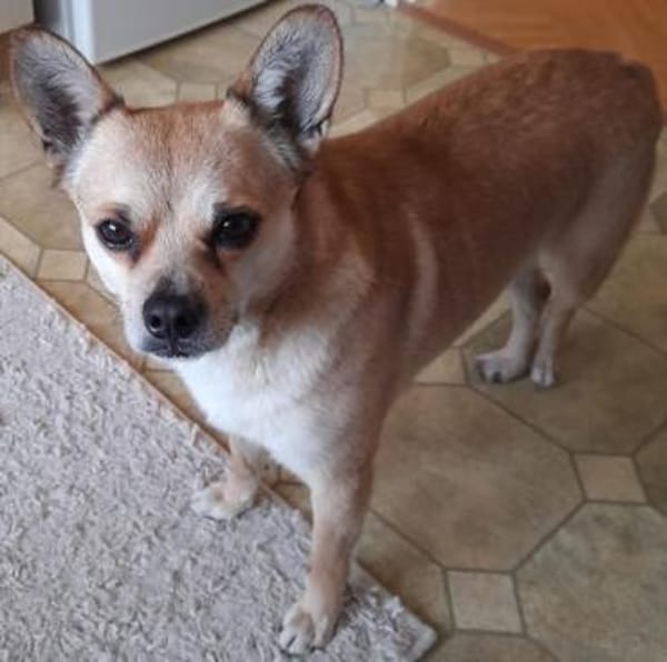 Chico10 sucht ein Zuhause/Pflegestelle