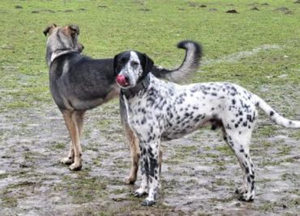 Bronco2 sucht einen Gnadenplatz