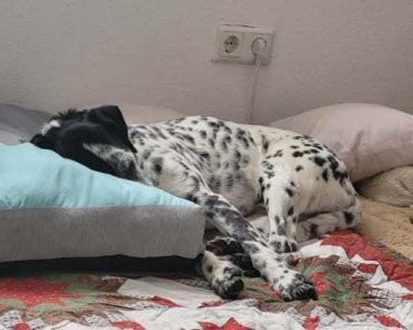 Bronco2 sucht einen Gnadenplatz