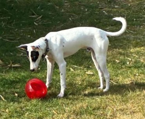 Anhänglicher Smiley2 sucht ein Zuhause