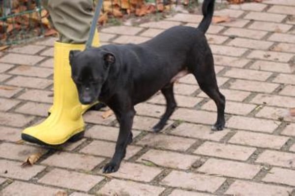 Bonni - kinderlieb u. sehr verspielt