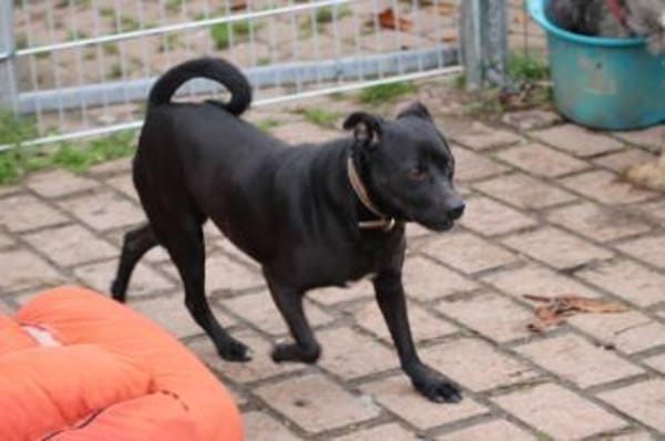 Bonni - kinderlieb u. sehr verspielt