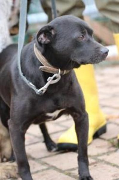 Bonni - kinderlieb u. sehr verspielt