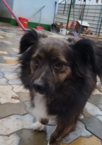 Filou, wunderschöner, freundlicher Rüde