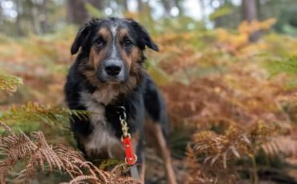 Goofy möchte endlich ankommen