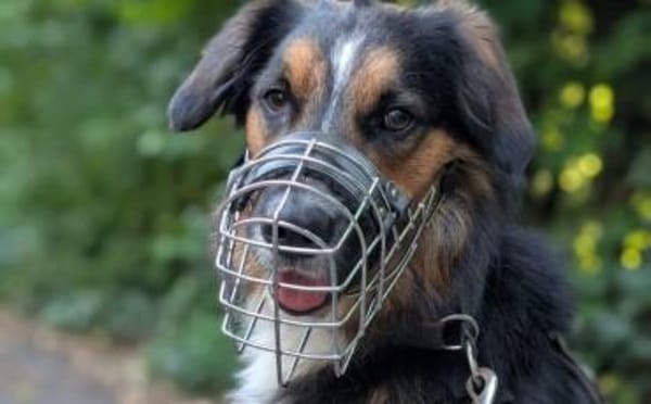 Goofy möchte endlich ankommen