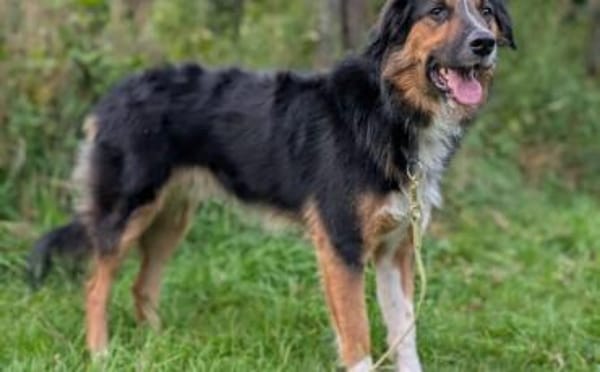 Goofy möchte endlich ankommen