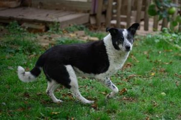 Joshua sucht ein Zuhause