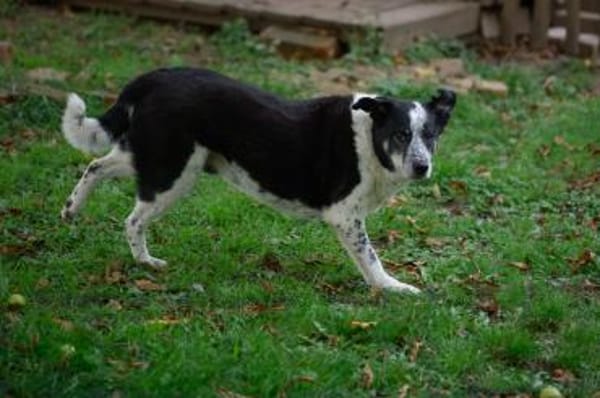 Joshua sucht ein Zuhause