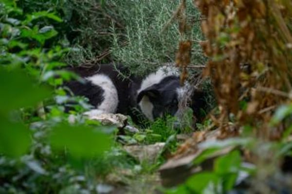 Joshua sucht ein Zuhause