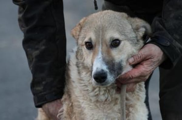 Bly - verspielt u. angenehm