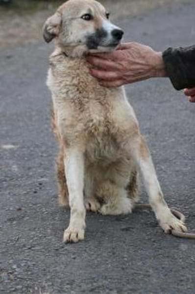 Bly - verspielt u. angenehm