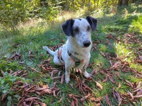 Spotty sucht hundeerfahrene Menschen