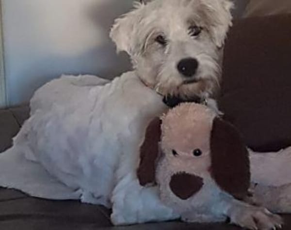 Akai sucht ein aktives Zuhause