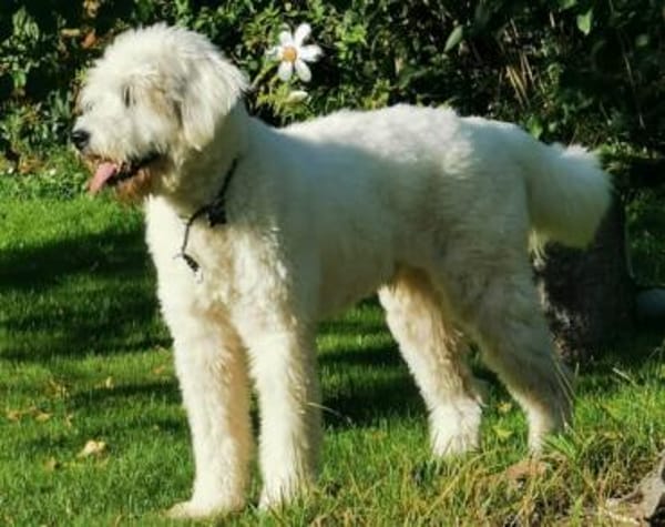 Akai sucht ein aktives Zuhause