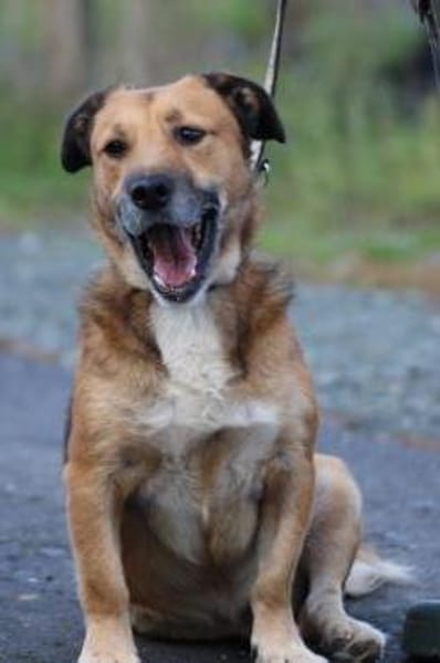 Sanjay - sehr verspielt u. kinderlieb