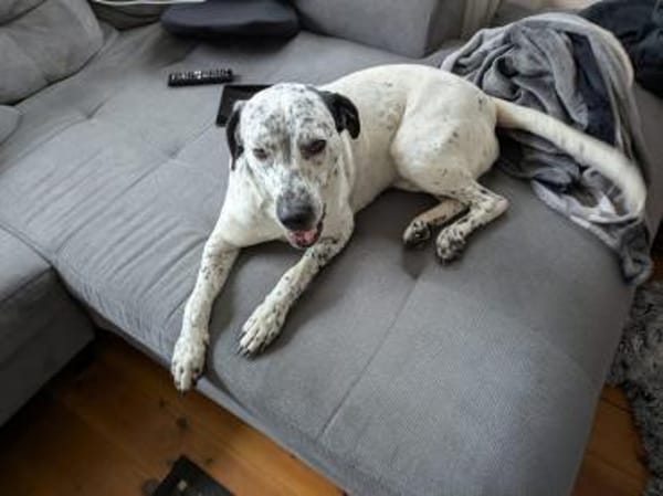 Fee sucht ein Zuhause (Vermittlungshilfe