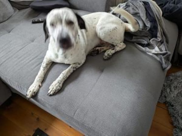 Fee sucht ein Zuhause (Vermittlungshilfe