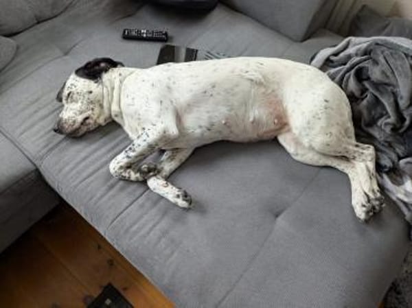 Fee sucht ein Zuhause (Vermittlungshilfe