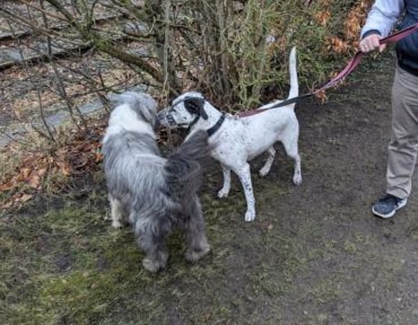 Fee sucht ein Zuhause (Vermittlungshilfe