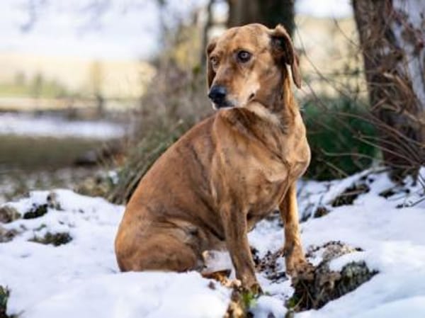 Dabi sucht ihr Zuhause