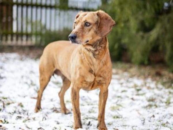 Dabi sucht ihr Zuhause