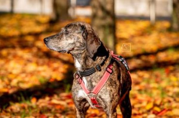 Wer schenkt Cinzia sein Herz?