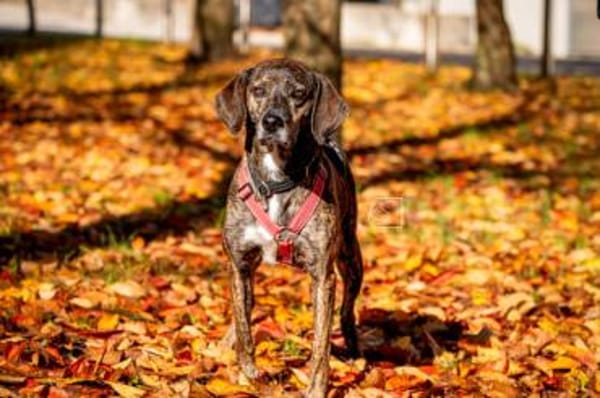 Wer schenkt Cinzia sein Herz?