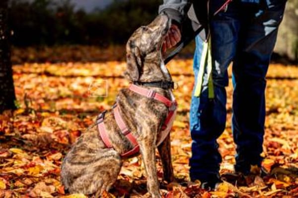 Wer schenkt Cinzia sein Herz?