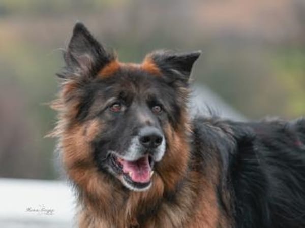 Ayo sucht aktive Menschen