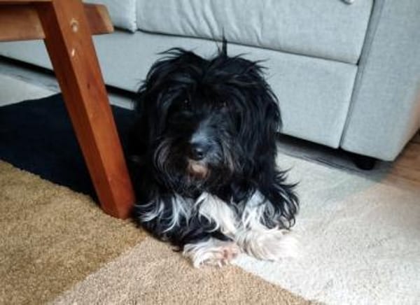 Freddy, ca. 2 Jahre, sucht liebe Familie