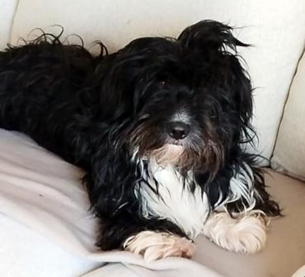 Freddy, ca. 2 Jahre, sucht liebe Familie