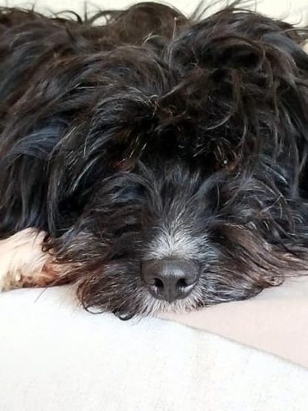 Freddy, ca. 2 Jahre, sucht liebe Familie