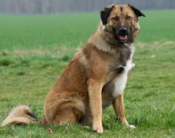 Nevi sucht sein Zuhause