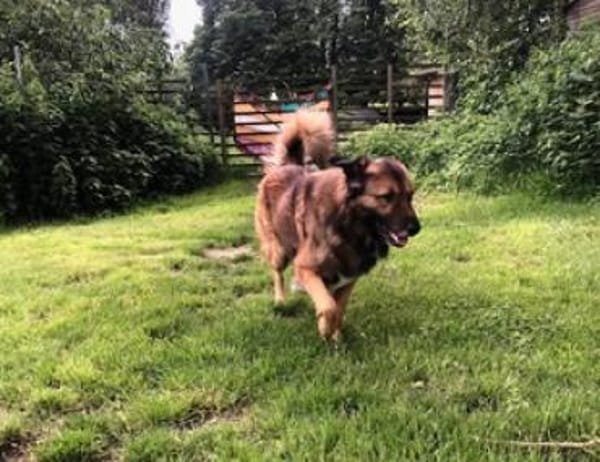 Nevi sucht sein Zuhause