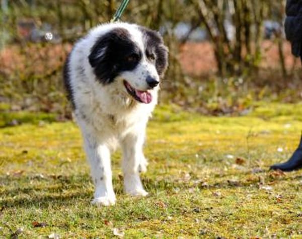 Bero wartet schon lange auf ein Zuhause
