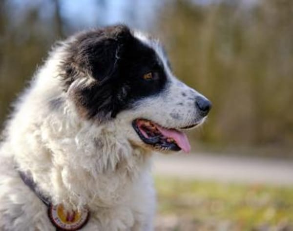 Bero wartet schon lange auf ein Zuhause