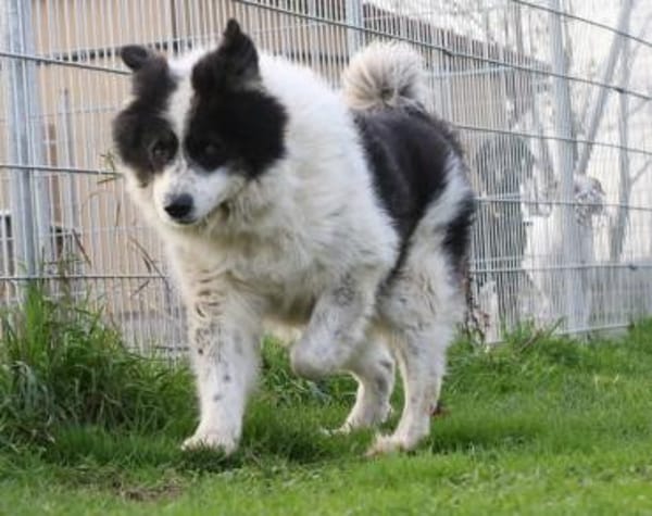 Bero wartet schon lange auf ein Zuhause