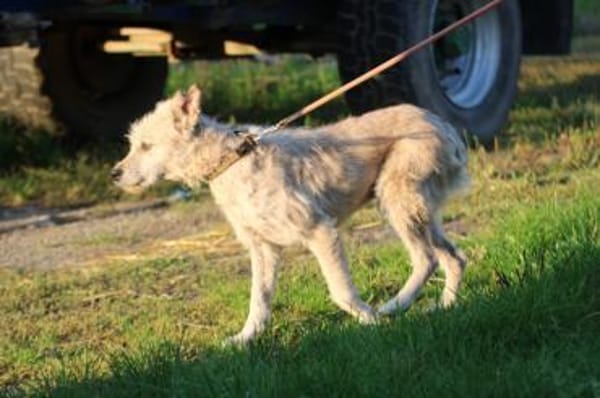 Jeky - verschmuster Wuschelrüde