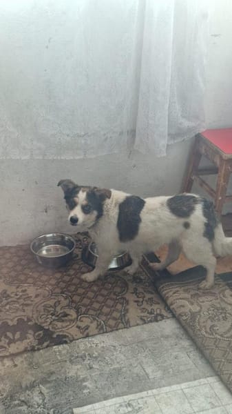 Sansa  zarte Hundeseele, 5 Jahre alt