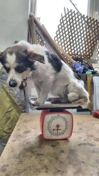 Sansa  zarte Hundeseele, 5 Jahre alt