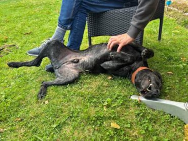 Ringo möchte gefordert werden