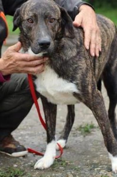 Miguel - sanfter, zutraulicher Rüde