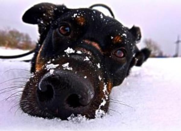 Willi sucht ein Für-Immer-Zuhause