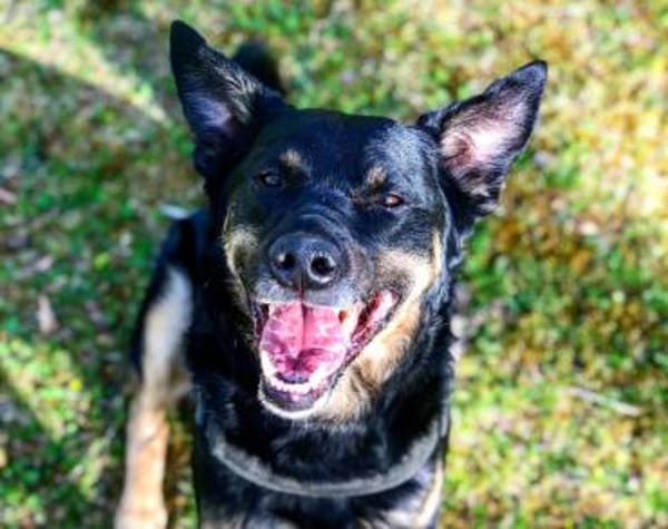 Willi sucht ein Für-Immer-Zuhause