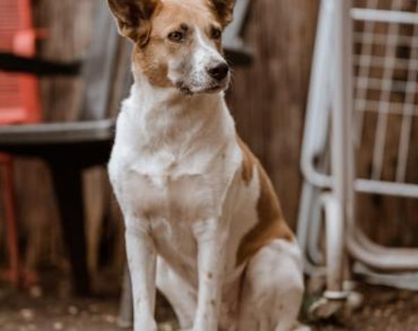 Darf Draga bei dir einziehen?