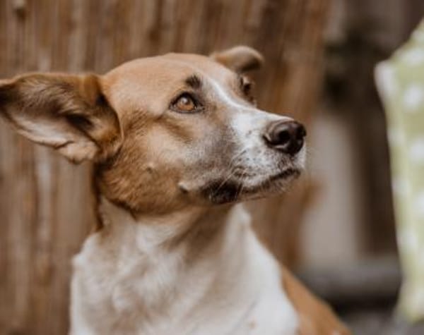 Darf Draga bei dir einziehen?