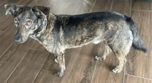 Larsson, geb. ca. 12/2018, 74229 Oedheim