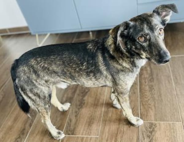 Larsson, geb. ca. 12/2018, 74229 Oedheim