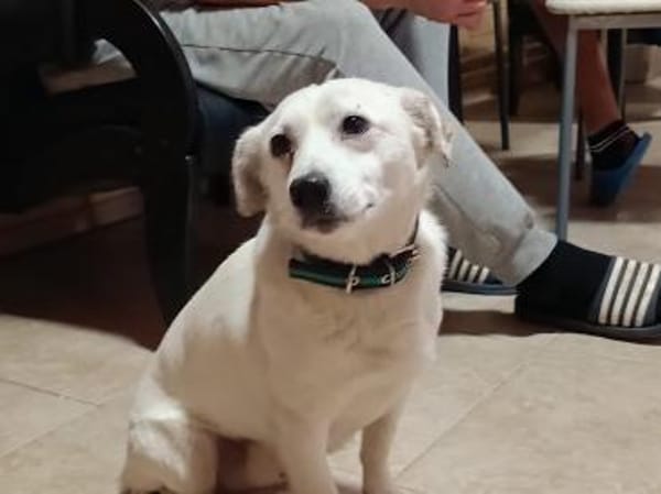 LUKI - lieb und anhänglich